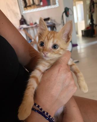 Gattino europeo zenzero / rosso