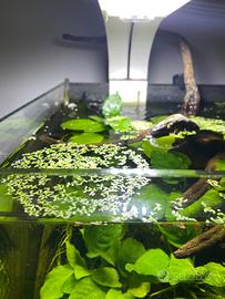 Acquario completo