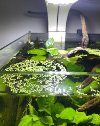 Acquario completo