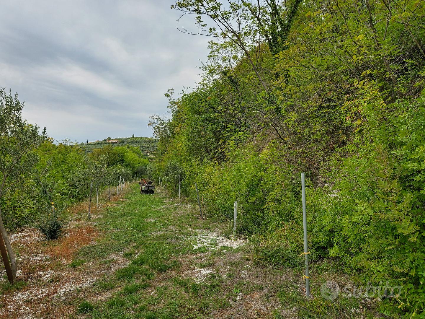 Terreno con alberi ad alto fusto - Vista 5