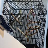 Coppia di pappagalli