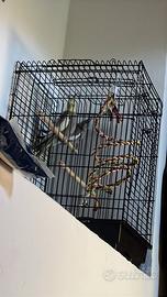 Coppia di pappagalli