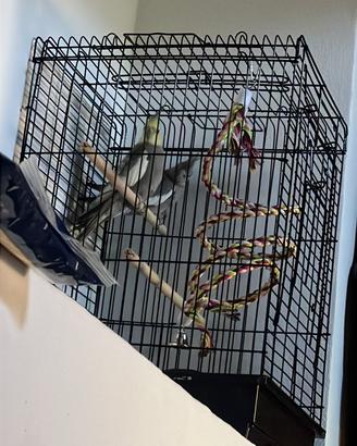 Coppia di pappagalli