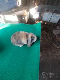 Coniglio ariete nano