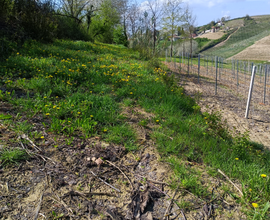 Terreno da vigna pregiata