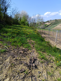 Terreno da vigna pregiata
