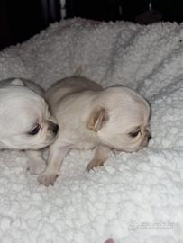 Cuccioli di chihuahua toy