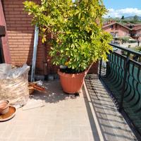 pianta da giardino 