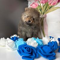 Volpino pomerania TOY con PEDIGREE ENCI