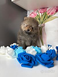 Volpino pomerania TOY con PEDIGREE ENCI
