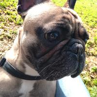 Bulldog francese femmina