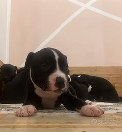 Cuccioli amstaff