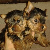 Yorkshire terrier piccoli