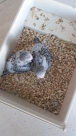 Tra poco disponibili pulli da imbecco cocorite ing