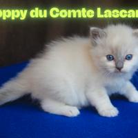 Cuccioli razza ragdoll con pedigree