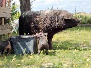 Suino- Cinturello appenninico- Maiale nero cintato
