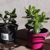 Piante Clorofito + Albero Giada