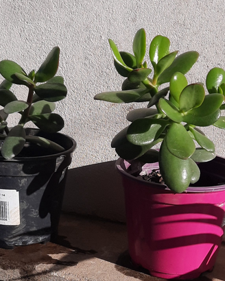 Piante Clorofito + Albero Giada