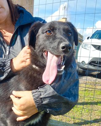 Brina una canina da adottare