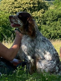 Setter inglese maschio gratis
