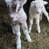 Capre Toggemburg , Saanen, incroci