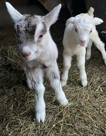 Capre Toggemburg , Saanen, incroci