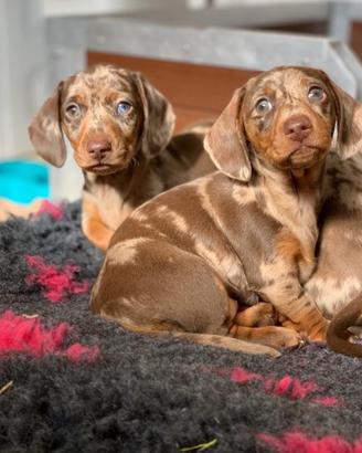 Bassotti toy Kaninchen