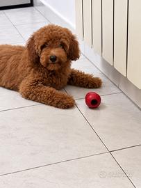 Cuccioli di barboncino nano colore red