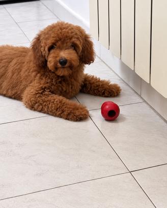 Cuccioli di barboncino nano colore red