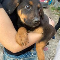 Cucciolo pastore tedesco