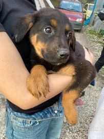 Cucciolo pastore tedesco