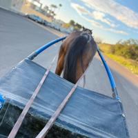 Ghinghetta king per trottatore