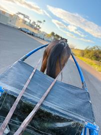 Ghinghetta king per trottatore