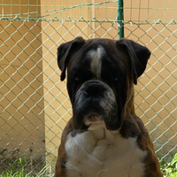 Boxer per accoppiamento
