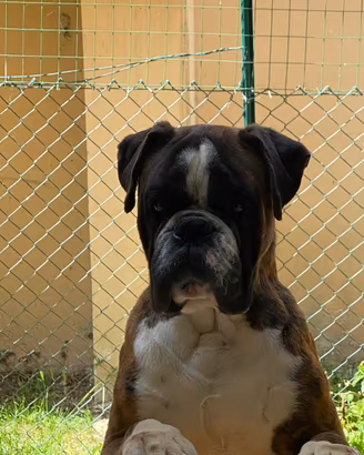 Boxer per accoppiamento