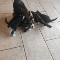 Gattini di 1 mese