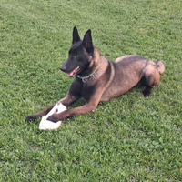 Pastore Belga Malinois