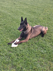 Pastore Belga Malinois