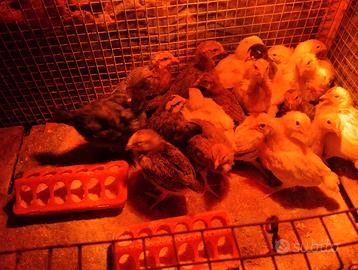 Pulcini galline ovaiole