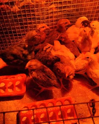 Pulcini galline ovaiole