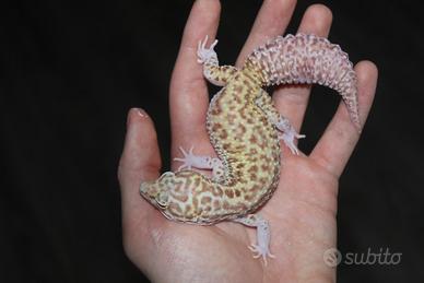 Geco leopardino