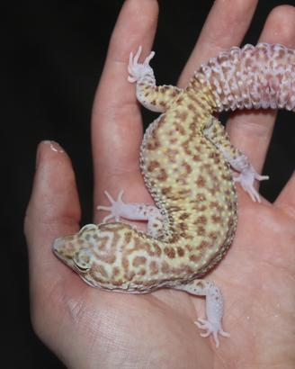 Geco leopardino