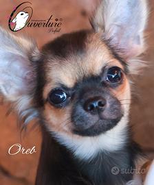 chihuahua cucciolo con pedigree enci 