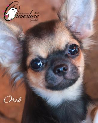 chihuahua cucciolo con pedigree enci 