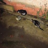 4 gattini cuccioli randagi da salvare