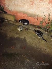 4 gattini cuccioli randagi da salvare