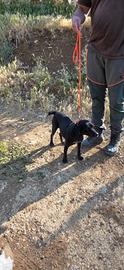 Cane da caccia al coniglio diavoli neri