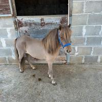 Pony Falabella femmina saura