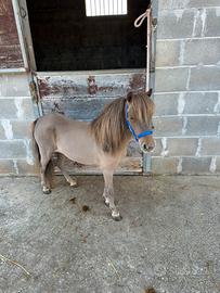 Pony Falabella femmina saura