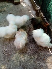 Galli e galline ornamentali morosetta